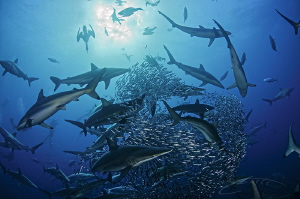 ~ Surrounded ~ by Geo Cloete 